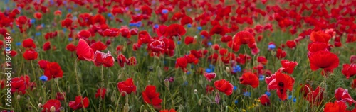 Composition of red poppies, herbs and wildflowers