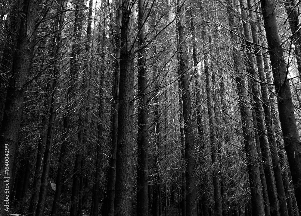 Queenstwon HIll forest Queenstwon HIll forest