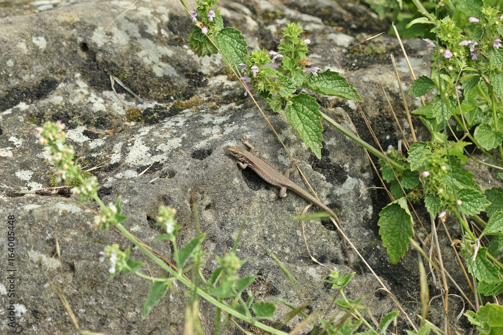 Weibliche Mauereidechse (Podarcis muralis brongniardii)
Weibliche Mauereidechse (Podarcis muralis brongniardii)