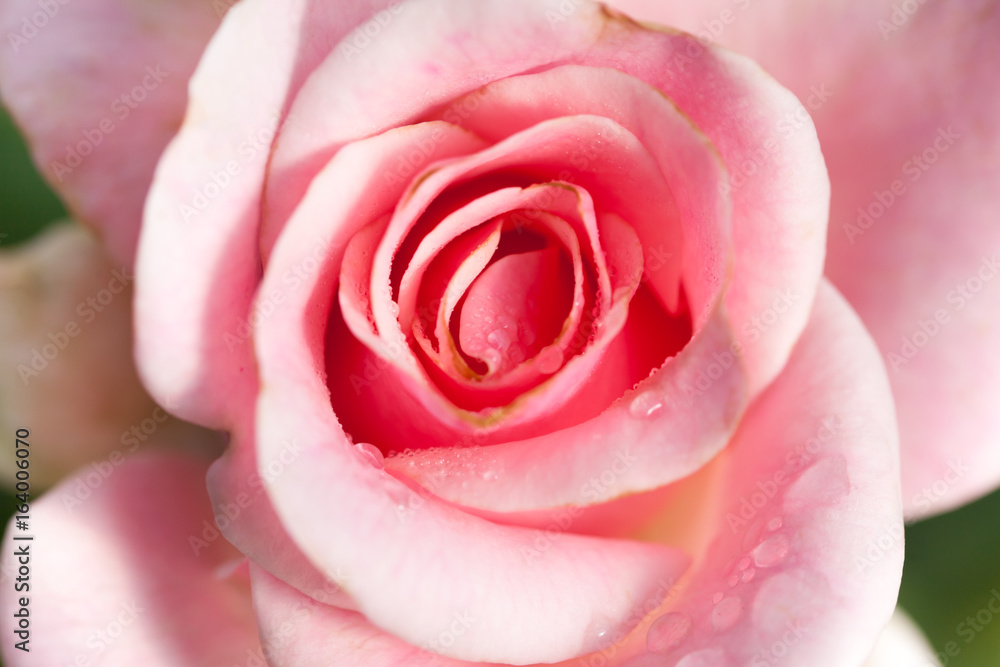 close up of pink rose