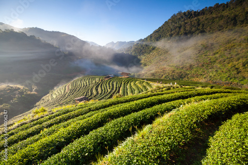 Misty morning Tea plantation in the Doi Ang Khang, Chiang Mai, Thailand © sripfoto
