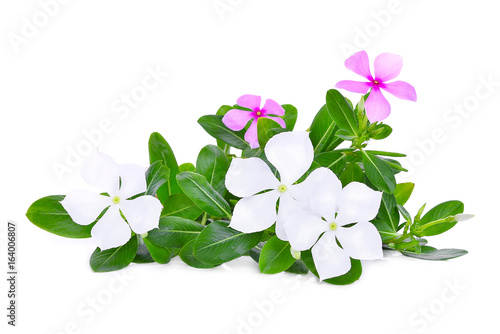 catharanthus roseus flower with green leaves isolated on white background