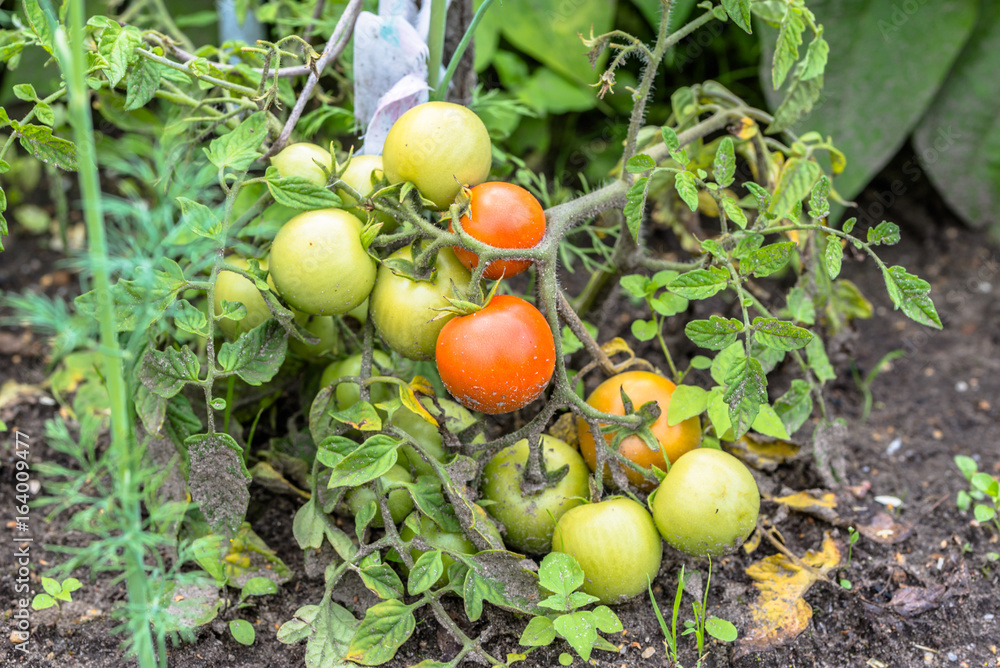 Ripening tomatoes on farm, organic farming concept