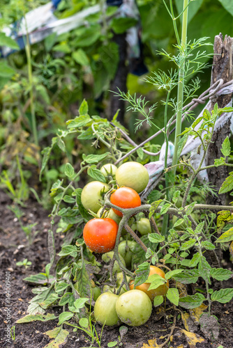 Growing tomatoes on farm, organic farming concept