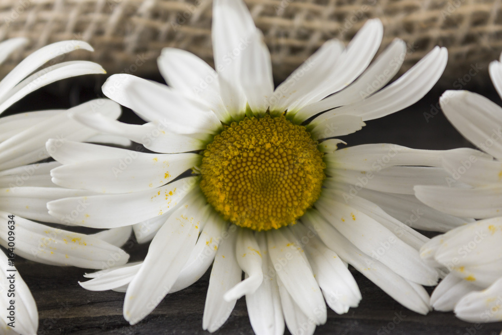 Obraz premium White camomiles on a wooden table