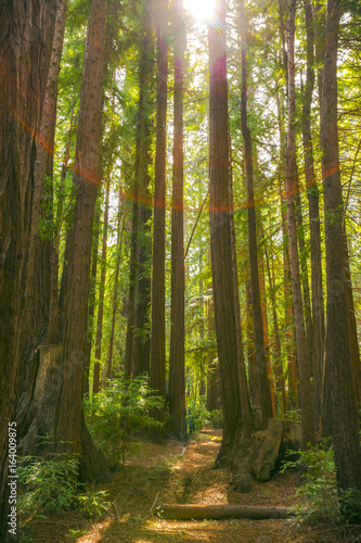 Sequoia trees in Big Sur national park © Jason