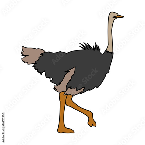 ostrich birds of savannah african fauna wildlife vector illustration