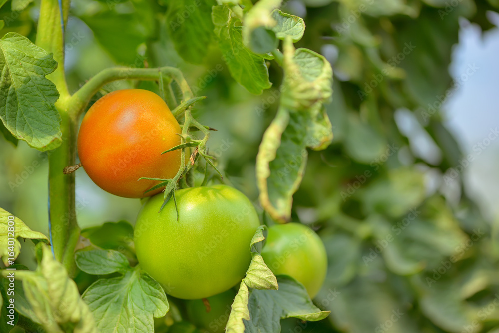 Unripe tomatoes in greenhouse
