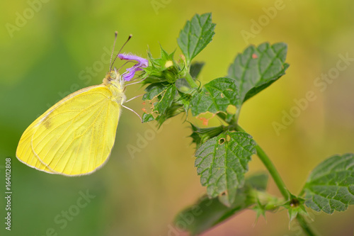 Sulphur Phoebis Agarithe Butterfly photo