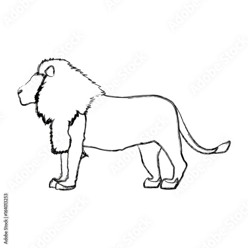 big lion african proud powerful nobility standing and fierce vector illustration