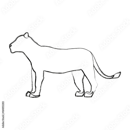 female lion african animal courageous creature vector illustration