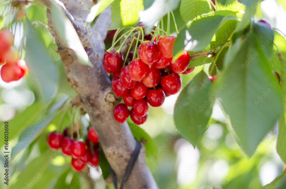 Fototapeta premium Red sweet cherries on the branch. Blurred background. Cherry orchard