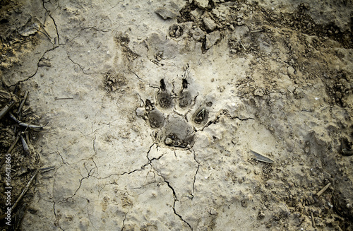 Dog footprints marked in dry mud
