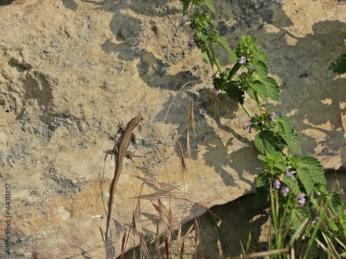 Männliche Mauereidechse (Podarcis muralis brongniardii) 
 photo