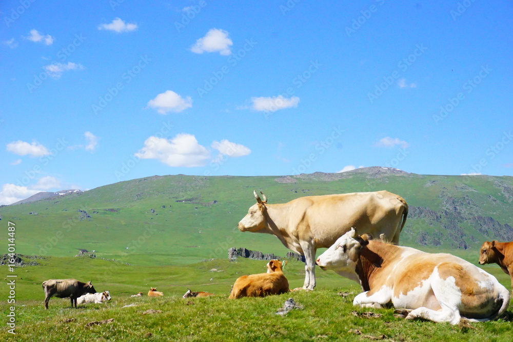cows in the farm