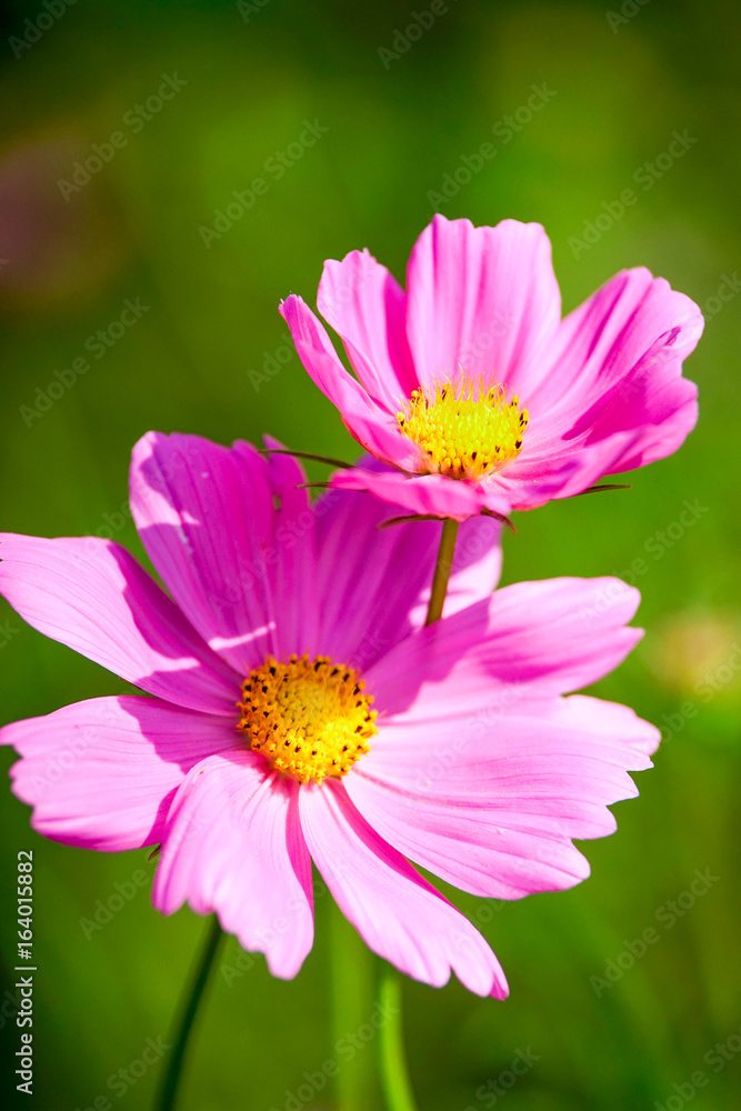 Obraz premium コスモスの花