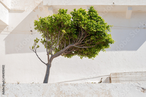 Green tree bent by the prevailing wind, white stucco wall background