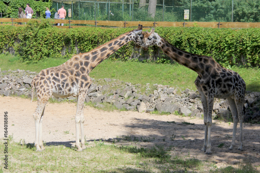 Fotografie Kordofan giraffe (Giraffa camelopardalis antiquorum), also known as the Central African giraffe