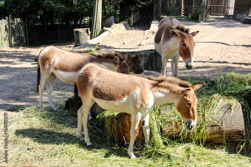 Fototapeta Naklejka Na Ścianę i Meble -   Eastern kiang (Equus kiang holdereri)