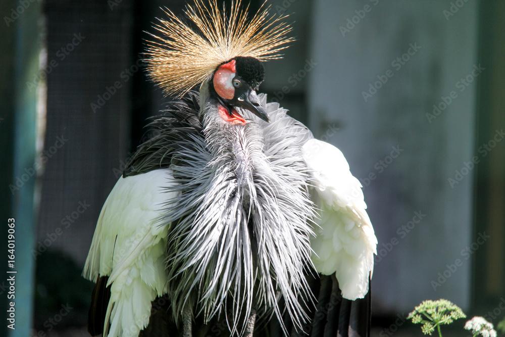 Fototapeta premium The grey crowned crane (Balearica regulorum) is a bird in the crane family Gruidae.
