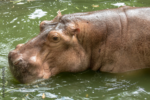 Hippopotamus in the green water.