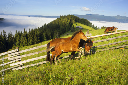 horses in the foggy Carpathians