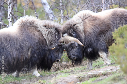 Muskox in Dovrefjell national park, Norway photo