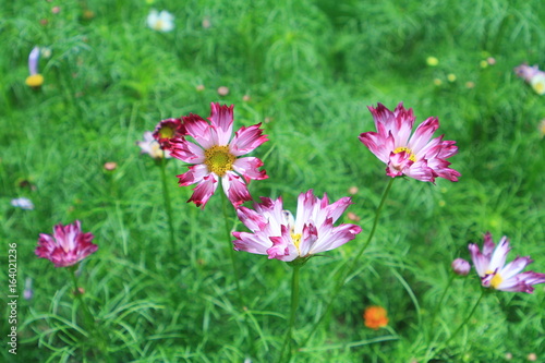 Purple flowers   purple flowers in summer