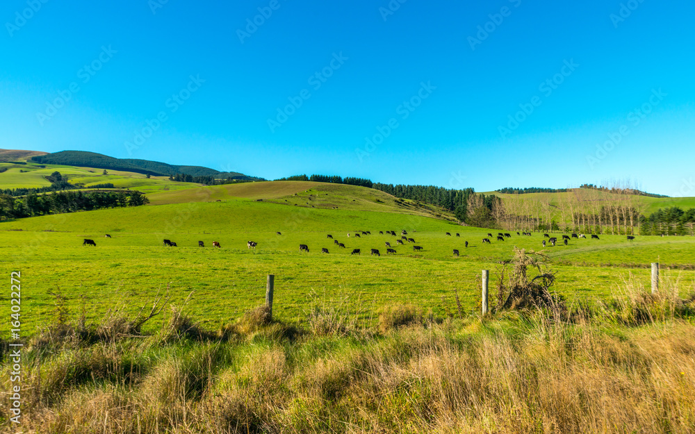 Obraz premium Lake Tekapo, New Zealand