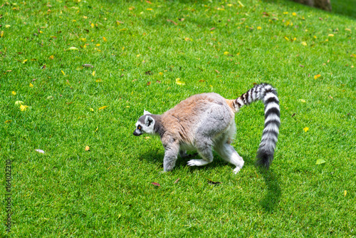 Lemur on nature in a pensive posture in summer