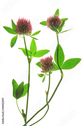 Rotklee  Trifolium pratense  bl  hende Pflanze freigestellt vor wei  em Hintergrund