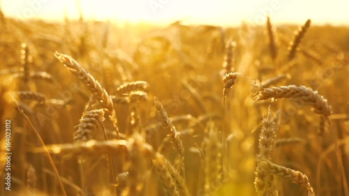 Fligth across the golden wheat field