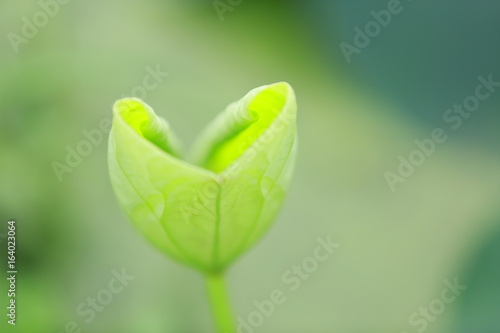 A symbol of the lotus heart .....