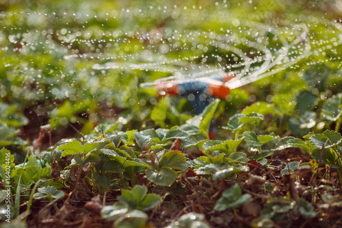 Strawberry bushes are watering large drops of water. Drops in the air