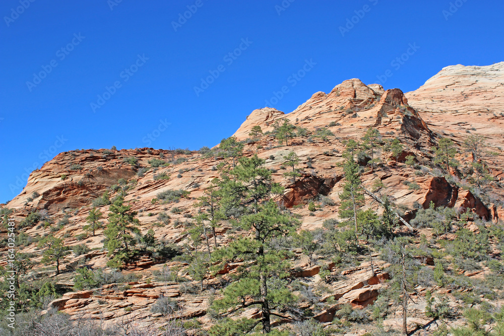 Fototapeta premium Zion National Park, Utah