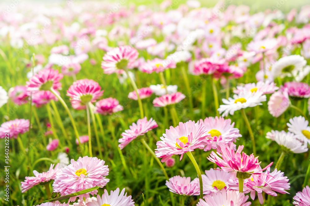 Spring daisies meadow