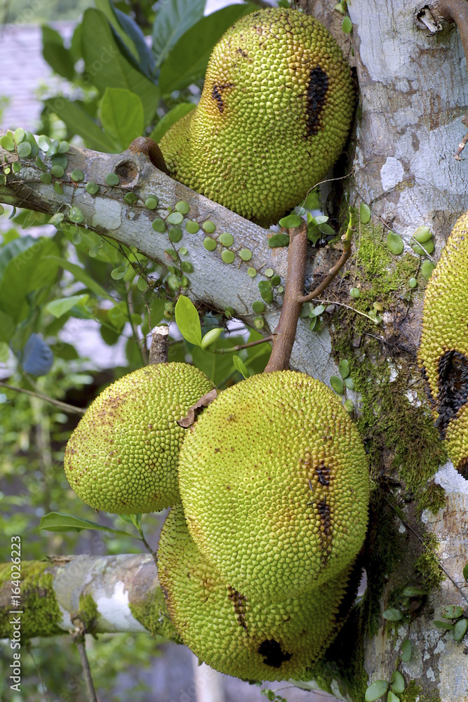 Jackfrüchte, Jackbaumfrüchte, Jakobsfrüchte (Artocarpus heterophyllus) am Baum Jackfrüchte, Jackbaumfrüchte, Jakobsfrüchte (Artocarpus heterophyllus) am Baum
