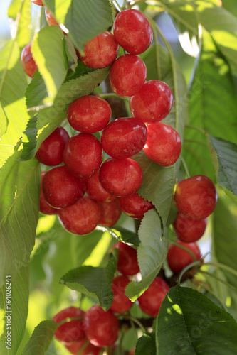 Wallpaper Mural Rote reife Kirschen am Baum  Torontodigital.ca