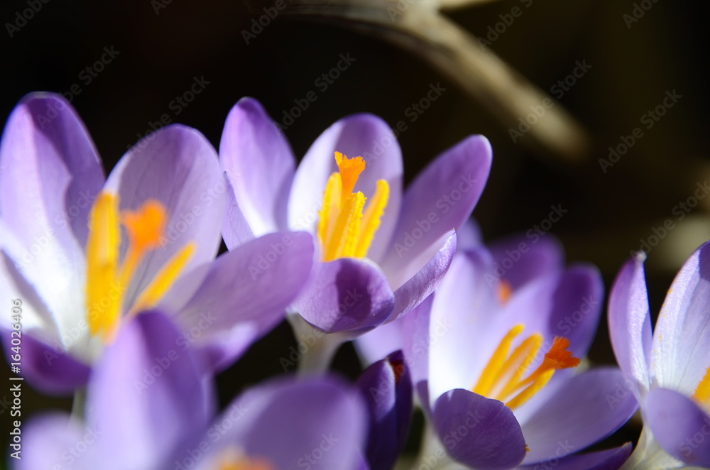 Fototapeta premium Crocus