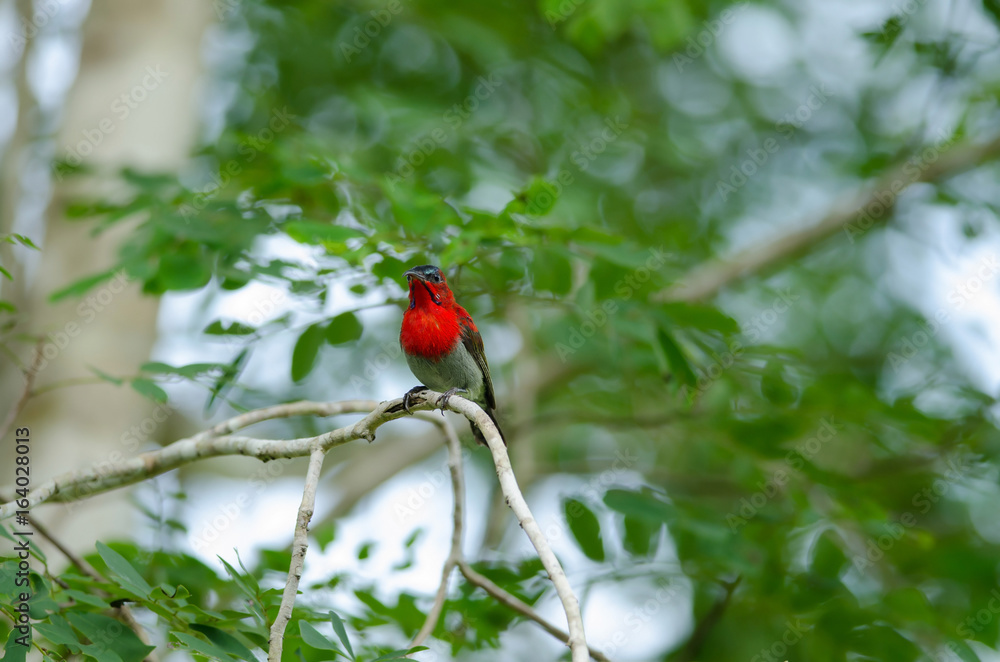 Crimson Sunbird perching on a branc