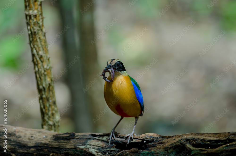Blue-winged Pitta in nature of Thailand Blue-winged Pitta in nature of Thailand