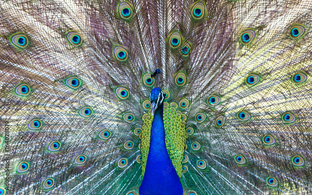 Fototapeta premium Beautiful peacock close portrait, vibrant colors