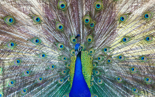 Beautiful peacock close portrait, vibrant colors
