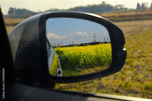 Field Mustard In Mirror