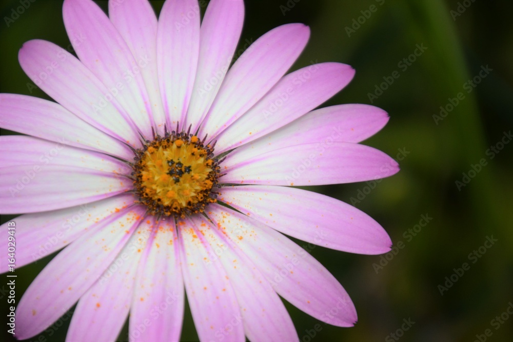 Fleur des champs dans la campagne 