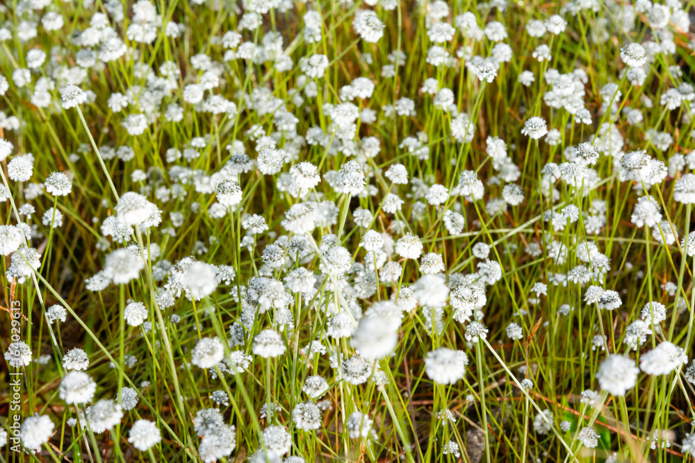 Fototapeta premium Flower on field