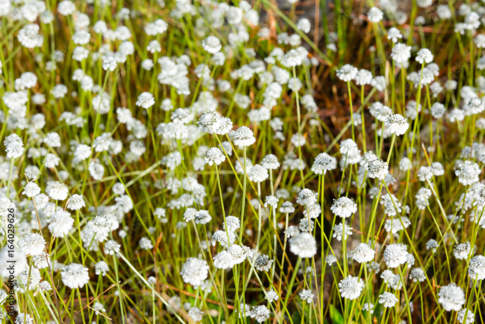 Fototapeta premium Flower on field
