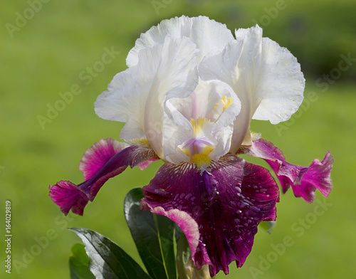 Fototapeta Naklejka Na Ścianę i Meble -  Цветок ирис 