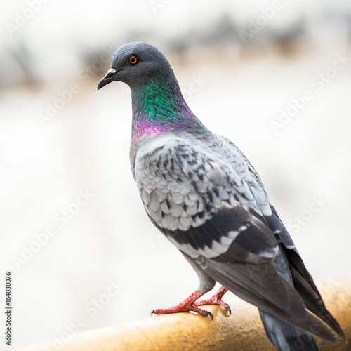 Pigeon bird © fotoslaz