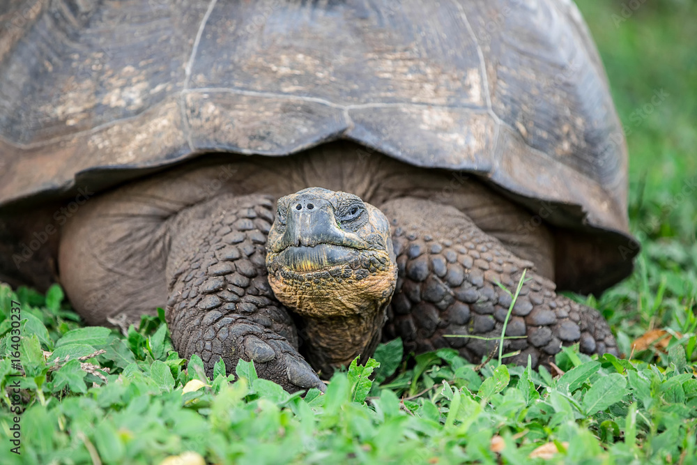 Portrait einer Galapagos Riesenschildkröte Portrait einer Galapagos Riesenschildkröte